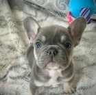 Prod�m �t��ata francouzsk�ho buldo�ka.