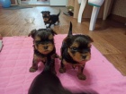 AKC-rozko�n� Teacup yorkie �t��ata na prodej