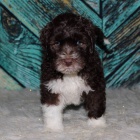 Prod�m kr�sn� �t��ata portugalsk�ho vodn�ho psa.