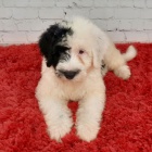 Prod�m kr�sn� �t��ata portugalsk�ho vodn�ho psa.