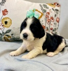 �t��ata anglick�ho �pringr�pan�la k adopci.