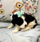 �t��ata anglick�ho �pringr�pan�la k adopci.