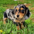 Dlouhosrst� �t���tka mini trpasli��ch jezev��k� k adopci.