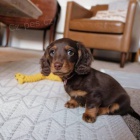 Dlouhosrst� �t���tka mini trpasli��ch jezev��k� k adopci.