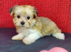Prod�m roztomil� a zdrav� mini �t���tka Havanese.