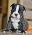 Prod�m ZDRAV� a O�KOVAN� MINI �t��ata francouzsk�ho buldo�ka.