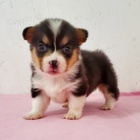 kr�sn� a and�lsk� �t��ata Pembroke Welsh Corgi na prodej.