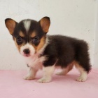 kr�sn� a and�lsk� �t��ata Pembroke Welsh Corgi na prodej.