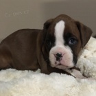 Prod�m kr�sn� �t��ata n�meck�ho boxera