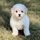 Prod�m �t��ata bi�onka.