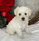 Prod�m mini o�kovan� �t��ata mal�ho kn�ra�e. V�echna �t��ata jsou o�kovan� a zdrav�.