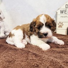 Kr�sn� �t���tka Cavapoo k dispozici a p�ipravena k prodeji. Pouze pro v�n� osoby.