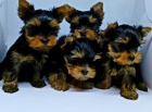 Prod�m roztomil� a kr�sn� �t���tka mini yorkie. 