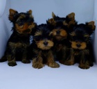 Prod�m roztomil� a kr�sn� �t���tka mini yorkie. 