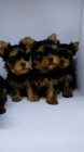 Prod�m roztomil� a kr�sn� �t���tka mini yorkie. 