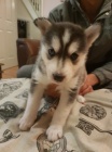 Prod�m sibi�sk� husky s kr�sn�ma modr�ma o�ima.