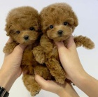 Prod�m �t��ata mini toy pudla.