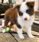 Prod�m roztomil� �t��ata australsk�ho ov��ka