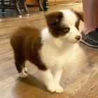 Prod�m roztomil� �t��ata australsk�ho ov��ka