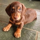 Prod�m zdrav� �t��ata jezev��k�