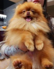 Pomeranian Spitz Boo Nejlep�� kvalita