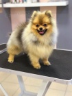 Pomeranian Spitz Boo Nejlep�� kvalita