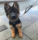 N�dhern� �t���tka n�meck�ho ov��ka k adopci.