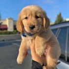 N�dhern� �t���tka zlat�ho retr�vra k adopci.