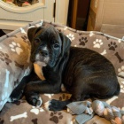 N�dhern� �t���tka boxera k adopci.