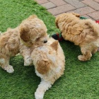 N�dhern� hra�ka pudla �t��ata k adopci.