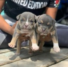 N�dhern� �t���tka pitbulla k adopci.