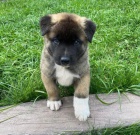 N�dhern� �t���tka Akita k adopci.