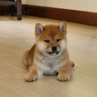 N�dhern� �t���tka Shiba Inu k adopci.
