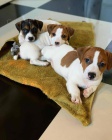 N�dhern� jack Russell �t��ata k adopci.