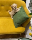 N�dhern� �t���tka Maltipoo k adopci.