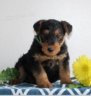 �t��ata Airedale terrier k dispozici