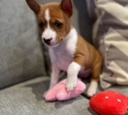 �t��ata Basenji k dispozici
