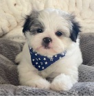 �t��ata Japan-chin k dispozici