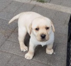 �t��ata Labradorsk� retr�vr k dispozici