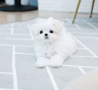 �t��ata Maltsk� k dispozici