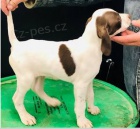 �t��ata Pointer k dispozici