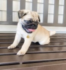 �t��ata Mops k dispozici