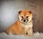 �t��ata Shiba-Inu k dispozici
