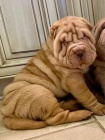 �t��ata Shar-pei k dispozici