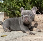 �t��ata Francouzsk� buldo�ek k dispozici