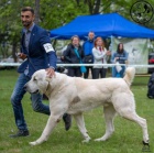 St�edoasijsk� ov��k �t��ata