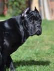 Cane Corso TOP �t��ata