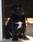 Cane Corso TOP �t��ata