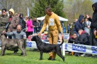 Cane Corso TOP �t��ata