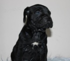 Cane Corso �t��ata